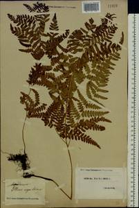 Pteridium aquilinum subsp. pinetorum (C. N. Page & R. R. Mill) J. A. Thomson, Восточная Европа, Северо-Украинский район (E11) (Украина)