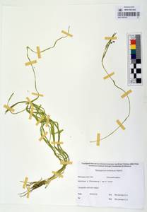 MAG 0003345, Sparganium × probatovae Tzvelev, Сибирь, Чукотка и Камчатка (S7) (Россия)
