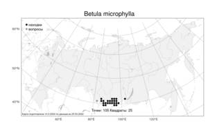 Betula microphylla, Береза мелколистная Bunge, Атлас флоры России (FLORUS) (Россия)