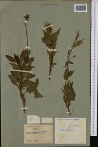 Centranthus lecoqii Jord., Западная Европа (EUR) (Франция)