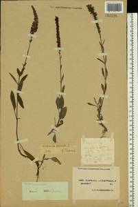 Вероника седая L., Восточная Европа, Северо-Украинский район (E11) (Украина)