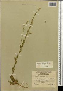 Draba thomasii W.D.J. Koch, Кавказ, Южная Осетия (K4b) (Южная Осетия)