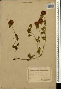 Клевер луговой L., Кавказ, Азербайджан (K6) (Азербайджан)