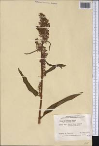 Rumex occidentalis (Michx.) S. Watson, Америка (AMER) (Канада)