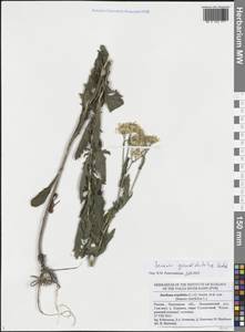 Jacobaea erucifolia subsp. grandidentata (Ledeb.) V.V.Fateryga & Fateryga, Восточная Европа, Средневолжский район (E8) (Россия)