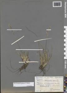 Щучка дернистая, Сибирь, Центральная Сибирь (S3) (Россия)