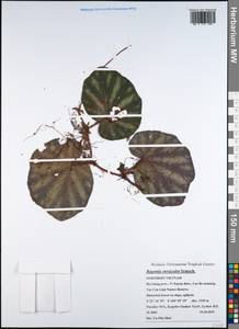 Begonia versicolor Irmsch., Зарубежная Азия (ASIA) (Вьетнам)