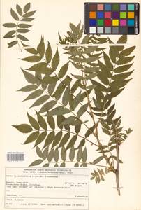 Рябинник рябинолистный (L.) A.Braun, Восточная Европа, Северо-Западный район (E2) (Россия)