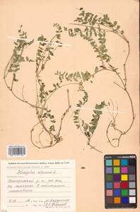 Астрагал альпийский L., Сибирь, Чукотка и Камчатка (S7) (Россия)