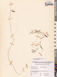 Лютик волосолистный, Шелковник волосолистный Chaix, Сибирь, Чукотка и Камчатка (S7) (Россия)