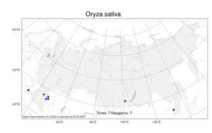 Oryza sativa, Рис посевной L., Атлас флоры России (FLORUS) (Россия)