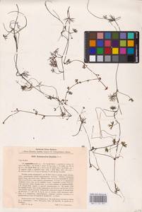 Лютик Гмелина DC., Восточная Европа, Северный район (E1) (Россия)