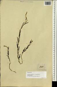 Crotalaria linifolia L.f., Зарубежная Азия (ASIA) (Филиппины)