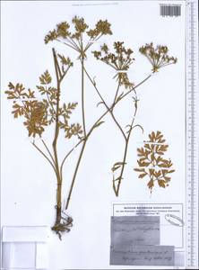 Silphiodaucus prutenicus subsp. prutenicus, Западная Европа (EUR)