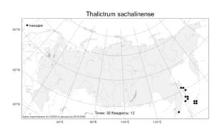 Thalictrum sachalinense, Bасилисник сахалинский Lecoy., Атлас флоры России (FLORUS) (Россия)