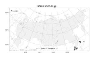 Carex kobomugi, Осока кобомуги Ohwi, Атлас флоры России (FLORUS) (Россия)