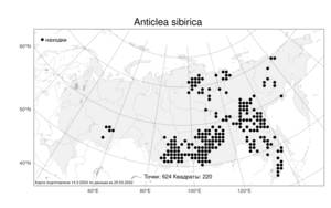 Anticlea sibirica, Антиклея сибирская (L.) Kunth, Атлас флоры России (FLORUS) (Россия)