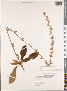 Ainsliaea latifolia (D. Don) Sch. Bip., Зарубежная Азия (ASIA) (Вьетнам)