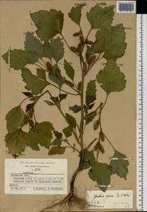 Xanthium orientale var. albinum (Widder) Adema & M. T. Jansen, Восточная Европа, Центральный район (E4) (Россия)