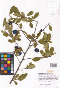 Prunus spinosa × domestica, Восточная Европа, Московская область и Москва (E4a) (Россия)