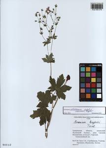 KUZ 000 278, Герань белоцветковая Ledeb., Сибирь, Алтай и Саяны (S2) (Россия)