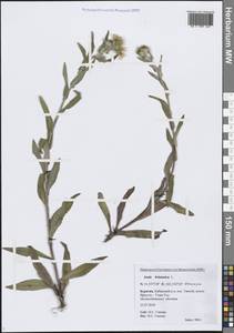 Pentanema britannicum (L.) D.Gut.Larr., Santos-Vicente, Anderb., E.Rico & M.M.Mart.Ort., Сибирь, Прибайкалье и Забайкалье (S4) (Россия)