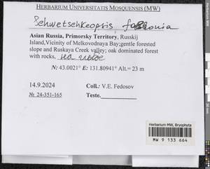 Schwetschkeopsis fabronia (Schwägr.) Broth., Гербарий мохообразных, Мхи - Дальний Восток (без Чукотки и Камчатки) (B20) (Россия)