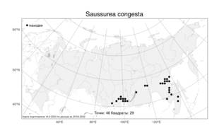 Saussurea congesta, Соссюрея скученная Turcz. ex DC., Атлас флоры России (FLORUS) (Россия)