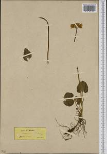 Doronicum columnae Ten., Западная Европа (EUR) (Греция)
