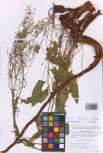 Щавель пирамидальный Fingerh., Восточная Европа, Московская область и Москва (E4a) (Россия)