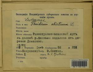 Abietinella abietina (Hedw.) M. Fleisch., Гербарий мохообразных, Мхи - Центральное Нечерноземье (B6) (Россия)