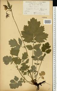 Гравилат речной L., Восточная Европа, Центральный лесостепной район (E6) (Россия)