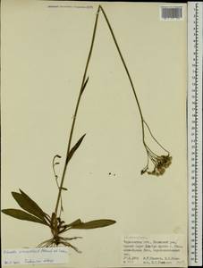 Pilosella densiflora subsp. densiflora, Восточная Европа, Западно-Украинский район (E13) (Украина)