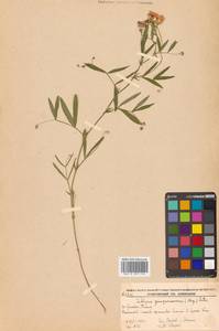 Lathyrus palustris subsp. palustris, Сибирь, Дальний Восток (S6) (Россия)