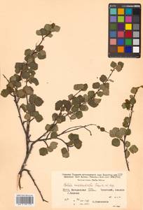 Береза кустарниковая Pall., Сибирь, Чукотка и Камчатка (S7) (Россия)