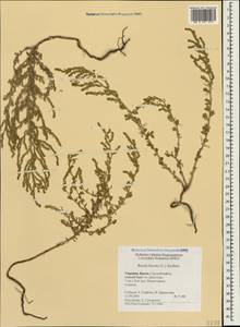 Spirobassia hirsuta (L.) Freitag & G. Kadereit, Крым (KRYM) (Россия)
