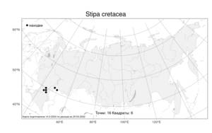 Stipa cretacea, Ковыль меловой P.A.Smirn., Атлас флоры России (FLORUS) (Россия)