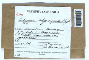 Calypogeia integristipula Steph., Гербарий мохообразных, Мхи - Новгородская и Псковская области (B5) (Россия)