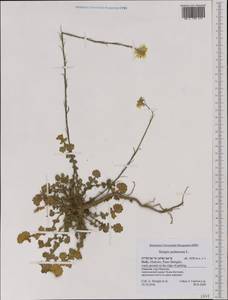 Sinapis pubescens L., Западная Европа (EUR) (Италия)