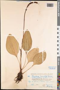 Подорожник Корнута Gouan, Восточная Европа, Северо-Украинский район (E11) (Украина)