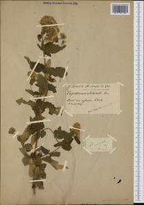 Eupatorium cannabinum subsp. corsicum (Loisel.) P. Fourn., Западная Европа (EUR) (Франция)