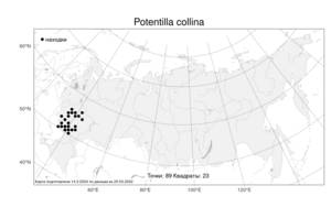 Potentilla collina, Лапчатка холмовая Wibel, Атлас флоры России (FLORUS) (Россия)