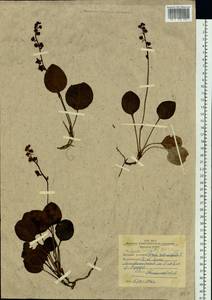 Pyrola asarifolia subsp. incarnata (DC.) A. E. Murray, Сибирь, Западная Сибирь (S1) (Россия)