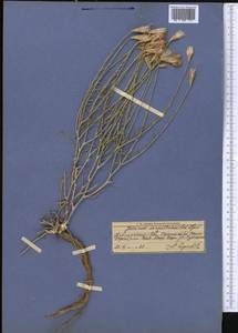 Наголоватка бессмертниковая Iljin, Средняя Азия и Казахстан, Памир и Памиро-Алай (M2) (Киргизия)