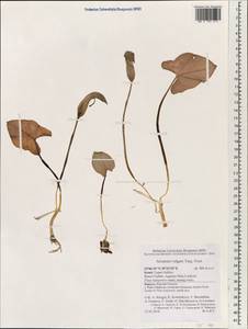 Arisarum vulgare O.Targ.Tozz., Зарубежная Азия (ASIA) (Израиль)