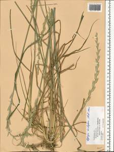 Thinopyrum intermedium subsp. intermedium, Восточная Европа, Центральный лесостепной район (E6) (Россия)
