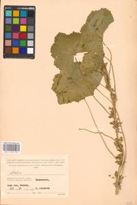 Просвирник низкий Sm., Восточная Европа, Московская область и Москва (E4a) (Россия)