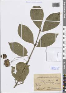 Бересклет широколистный (L.) Mill., Кавказ, Краснодарский край и Адыгея (K1a) (Россия)