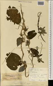 Stictocardia tiliifolia subsp. tiliifolia, Африка (AFR) (Мали)