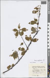 Черемуха пенсильванская L.fil., Восточная Европа, Северный район (E1) (Россия)